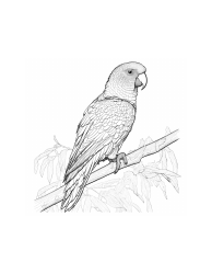 Document preview: Parrot Coloring Page