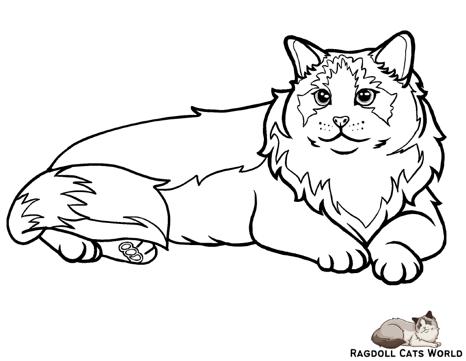 Ragdoll Cat Coloring Page - A cute and realistic print out for kids and adults to enjoy coloring a Ragdoll cat.