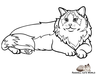 Document preview: Ragdoll Cat Coloring Page