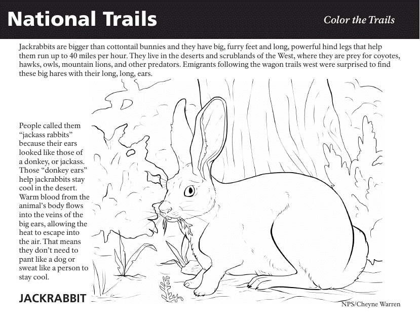 National Trails Coloring Page - Jackrabbit