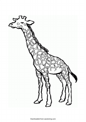 Document preview: Giraffe Coloring Page