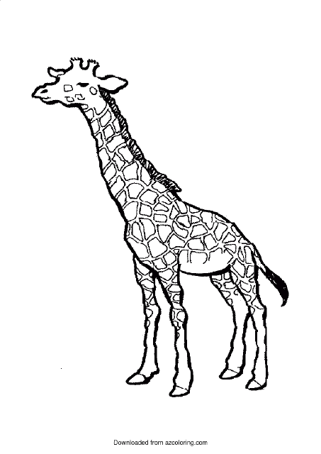 Giraffe Coloring Page