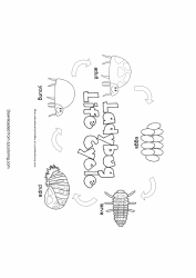 Document preview: Ladybug Life Cycle Coloring Page