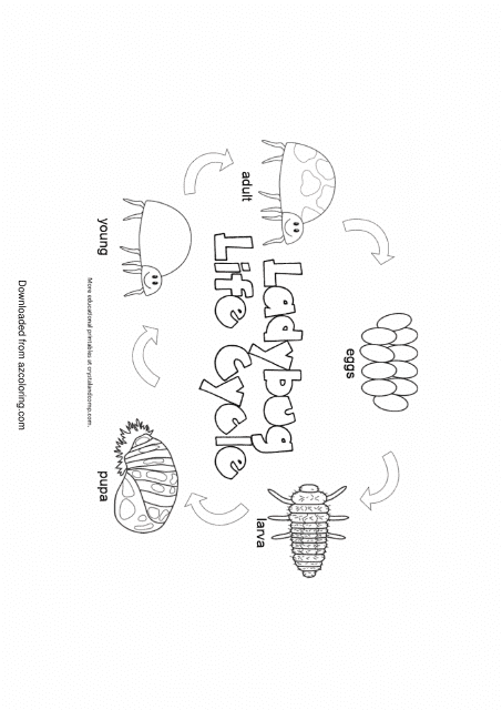 Ladybug Life Cycle Coloring Page - Printable Coloring Sheet