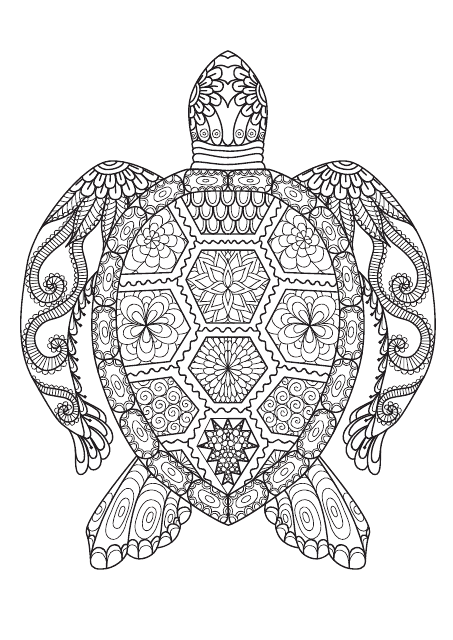 Turtle adult coloring page
