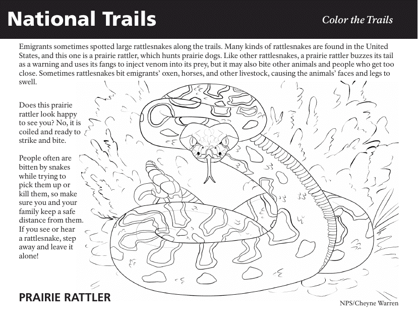 Educational Coloring Page - Rattle Snake