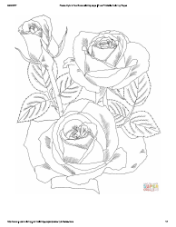 Document preview: Flower Coloring Page - Roses