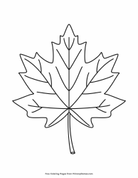 Document preview: Maple Leaf Coloring Page