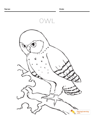 Document preview: Owl Coloring Card