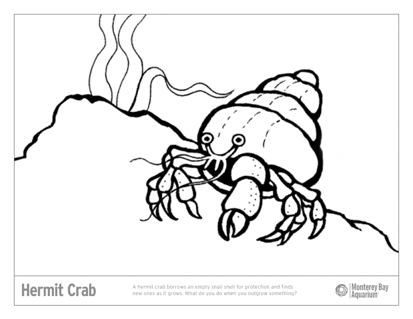Beautifully illustrated hermit crab coloring page filled with intricate details
