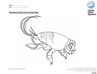 Document preview: Sand Crab Coloring Sheet