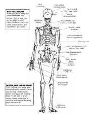 Skeleton Chart Template - Bone Diagram, Page 2