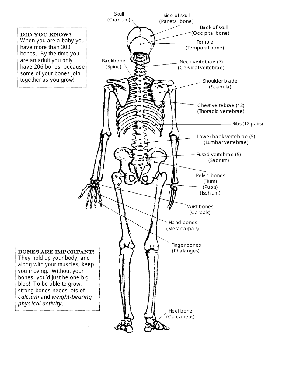 Skeleton Chart Template Bone Diagram Download Printable Pdf Templateroller 8360