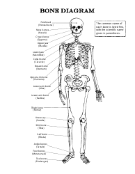 Skeleton Chart Template - Bone Diagram
