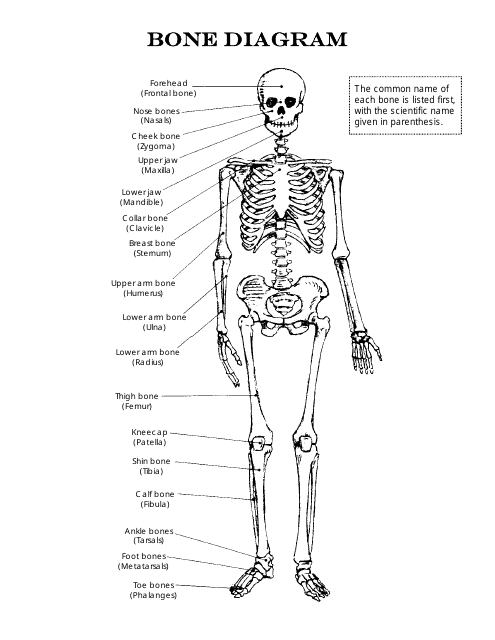 Skeleton Chart Template with Bone Diagram Image