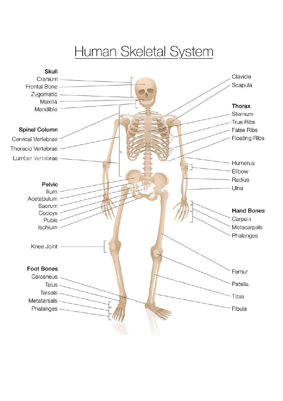 Skeleton Chart Template - Human Skeletal System