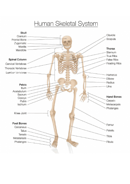 Skeleton Chart Template - Human Skeletal System
