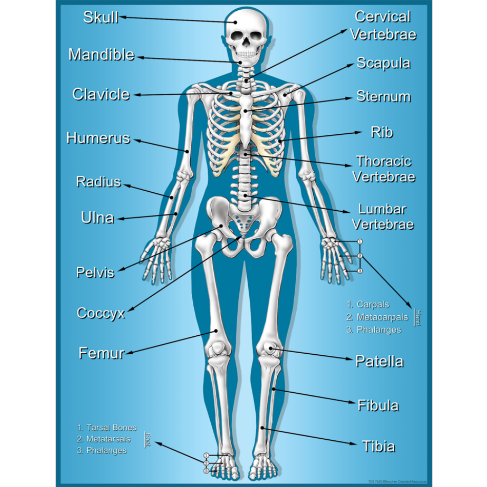 Skeleton Chart Template - Image