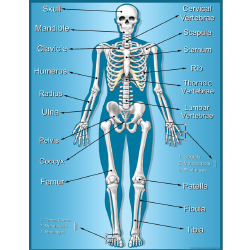 Skeleton Chart Template - Entire Human Skeleton