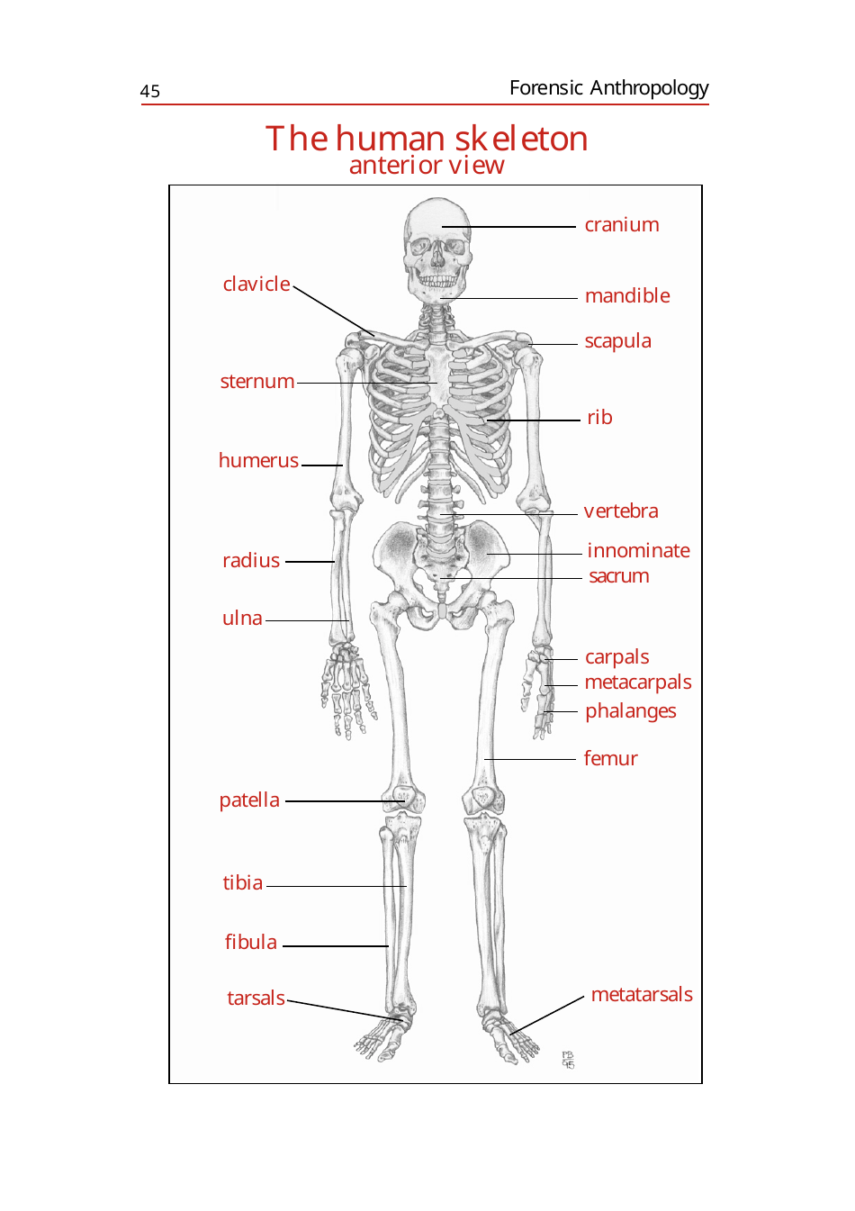 Anterior and Posterior View Skeleton Chart Template