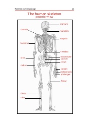 Skeleton Chart Template - Anterior and Posterior View, Page 2