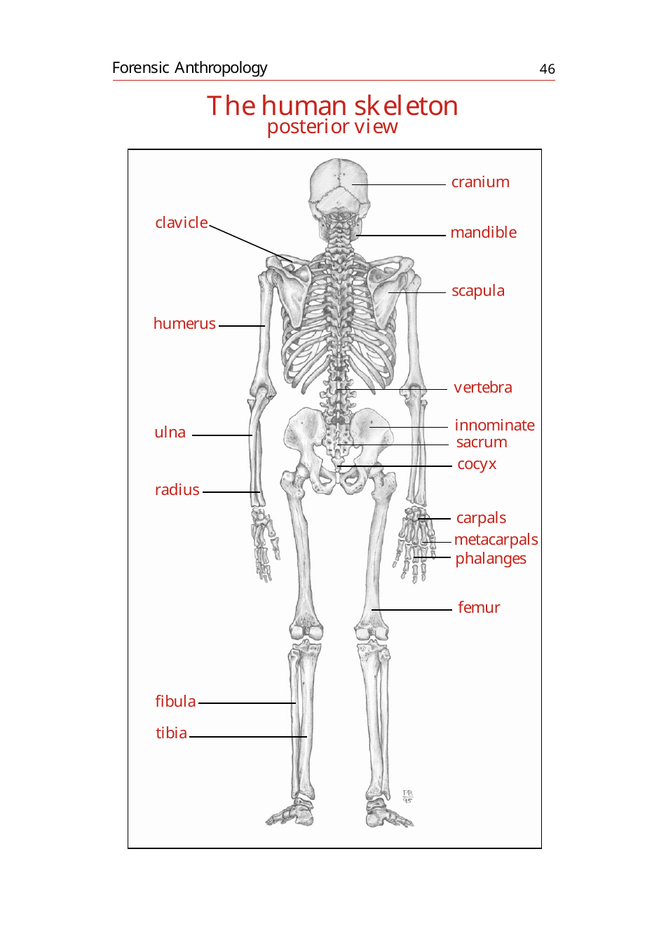 Skeleton Chart Template Anterior And Posterior View Download Printable Pdf Templateroller 8160