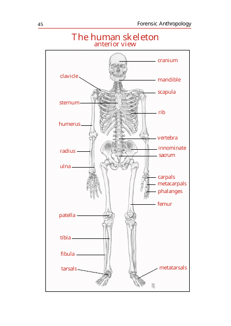 Anterior and Posterior View Skeleton Chart Template