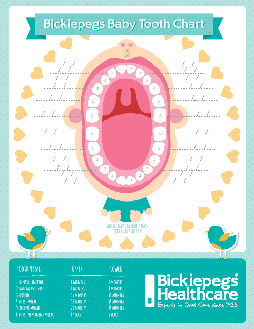 Baby Tooth Chart - Bickiepegs