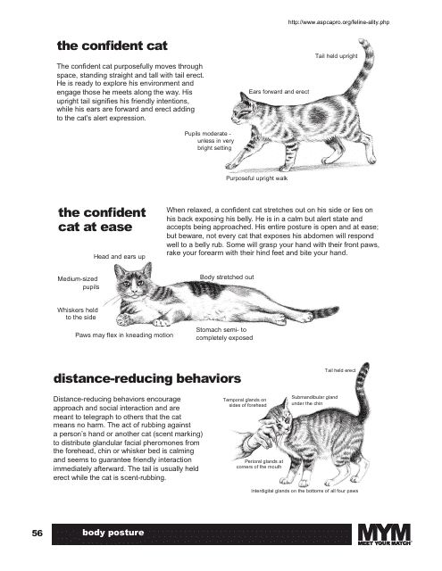 Cat Body Language Chart Preview Image