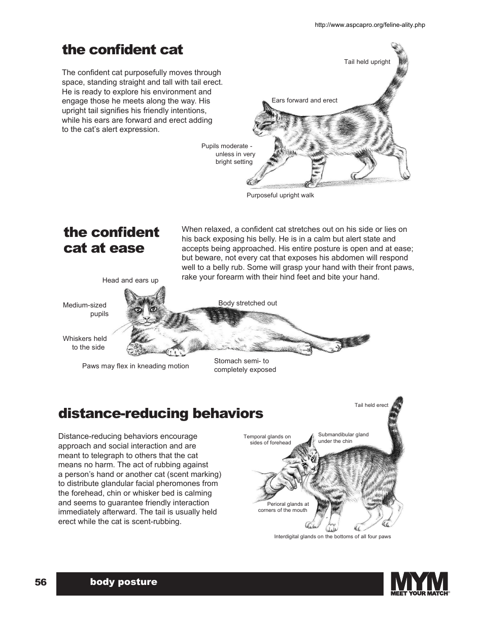 Cat Body Language Chart Download Printable PDF Templateroller