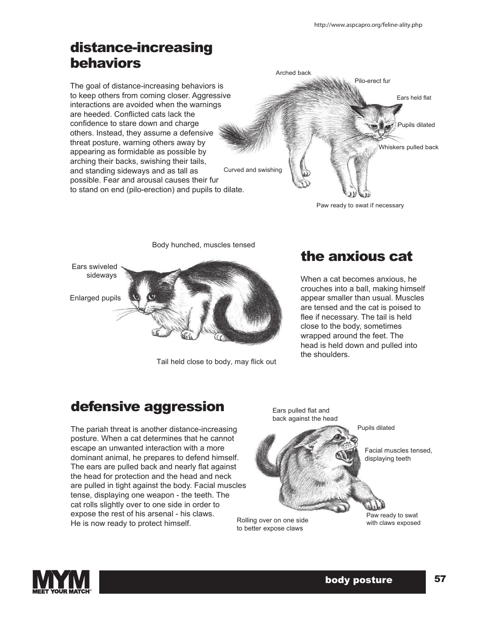 Cat Body Language Chart Download Printable PDF Templateroller