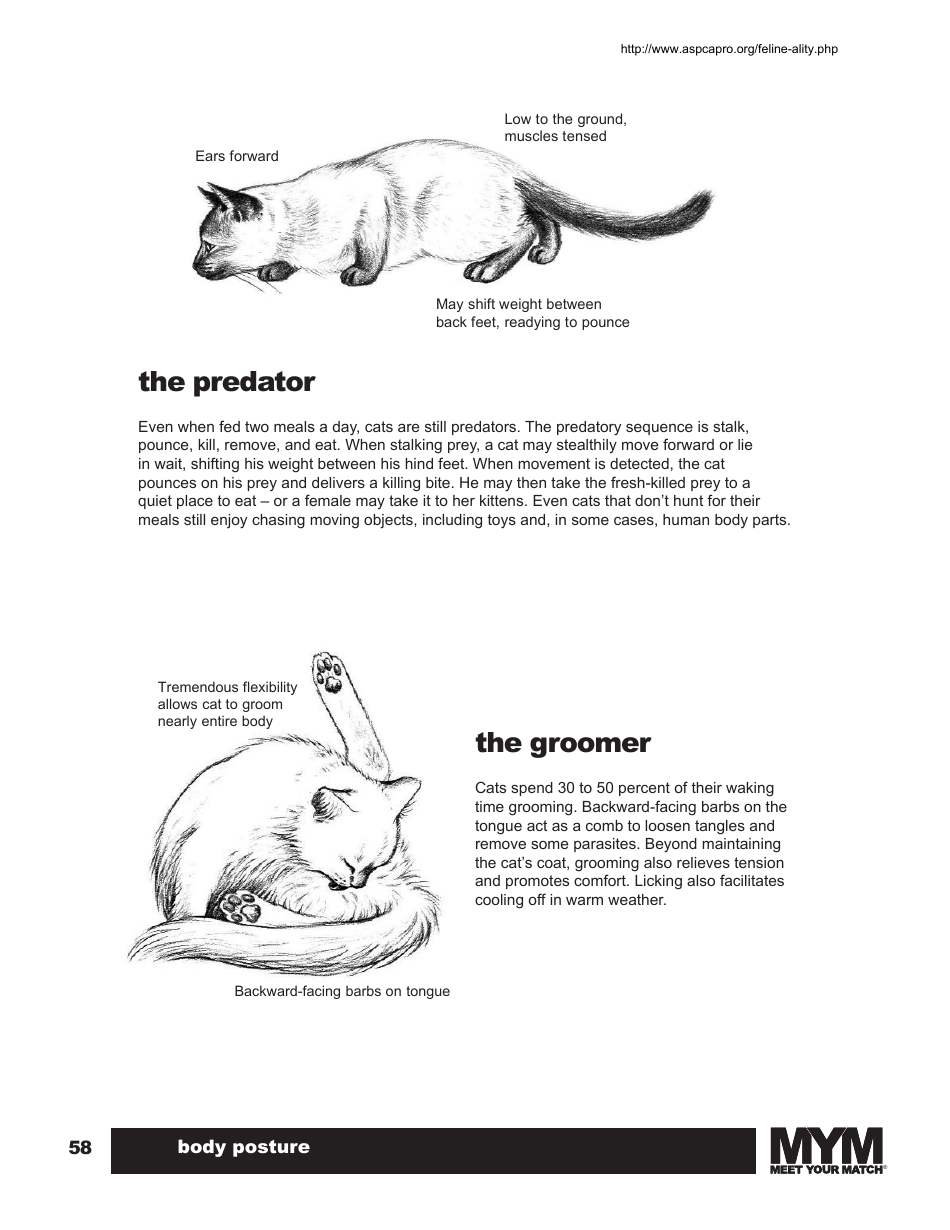 Cat Body Language Chart Download Printable Pdf Templateroller