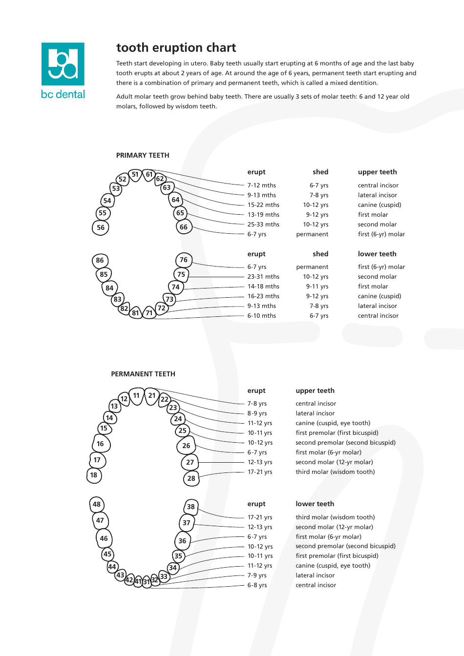 Tooth Eruption Chart image preview showing a guide for the timing and sequence of tooth eruption in children.