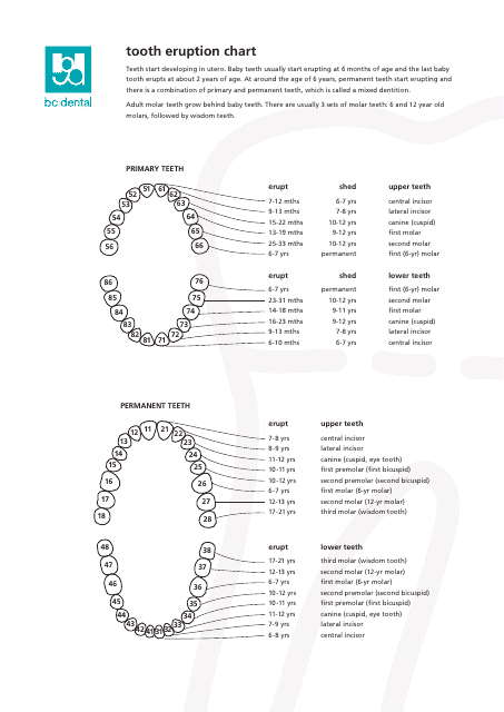 Tooth Eruption Chart image preview showing a guide for the timing and sequence of tooth eruption in children.