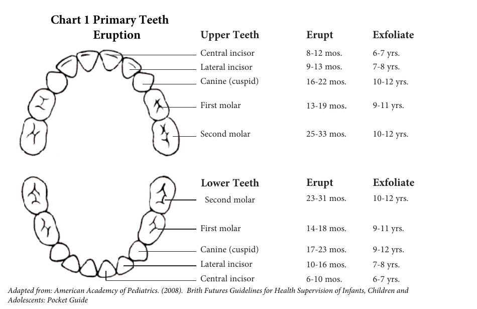 Primary Teeth Eruption Chart Image Preview