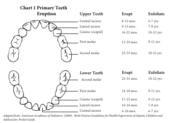 Document preview: Primary Teeth Eruption Chart