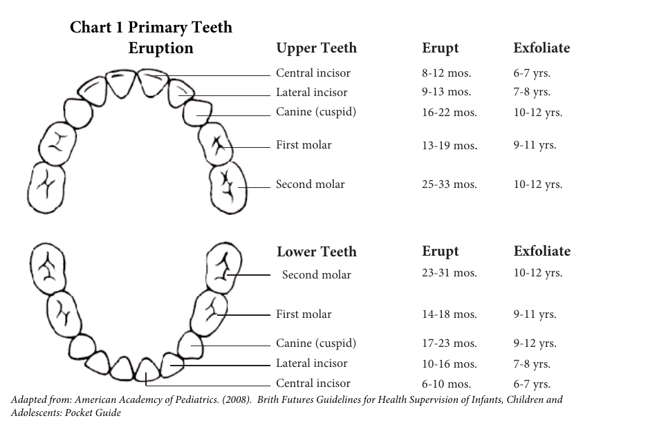 Primary Teeth Eruption Chart Download Printable PDF | Templateroller