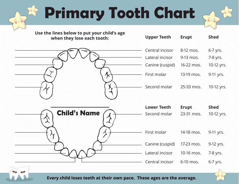 Primary Tooth Chart Image - Permanent and Deciduous Teeth Diagram