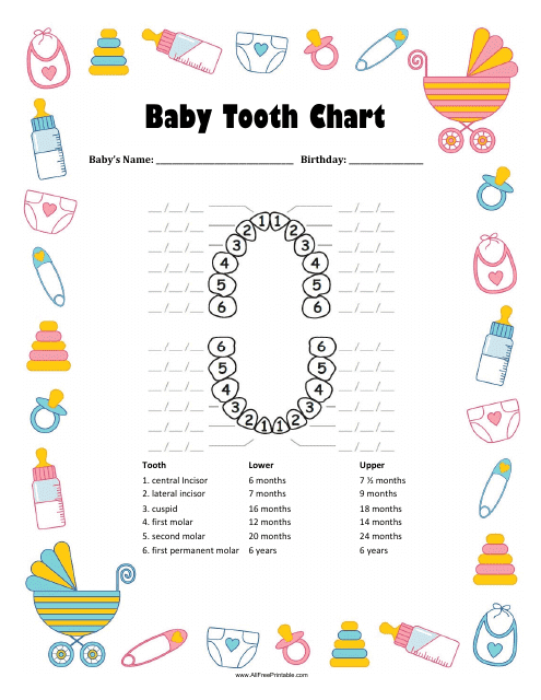 Baby Tooth Chart - Varicolored