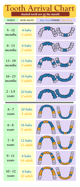 Tooth Arrival Chart - A comprehensive visual tool showing the expected order of appearance of primary and permanent teeth in children.