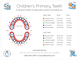 Document preview: Children's Primary Teeth Eruption & Falling out Chart