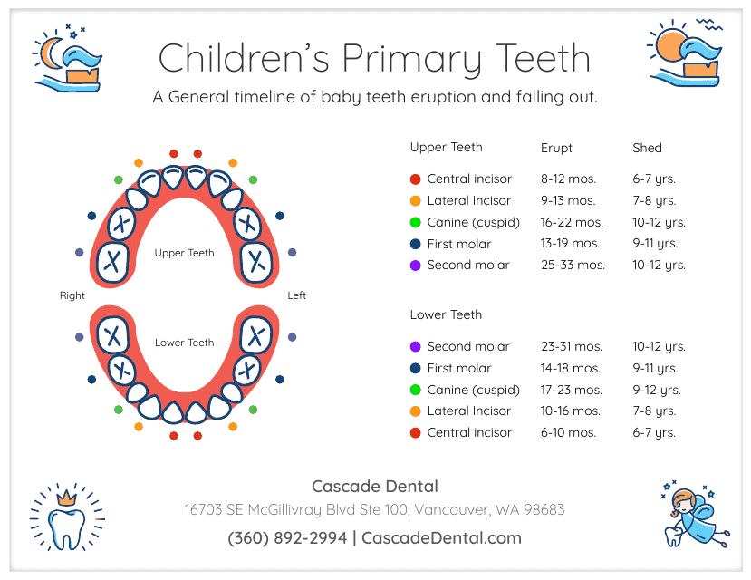 Children's Primary Teeth Eruption & Falling out Chart - Document Image Preview