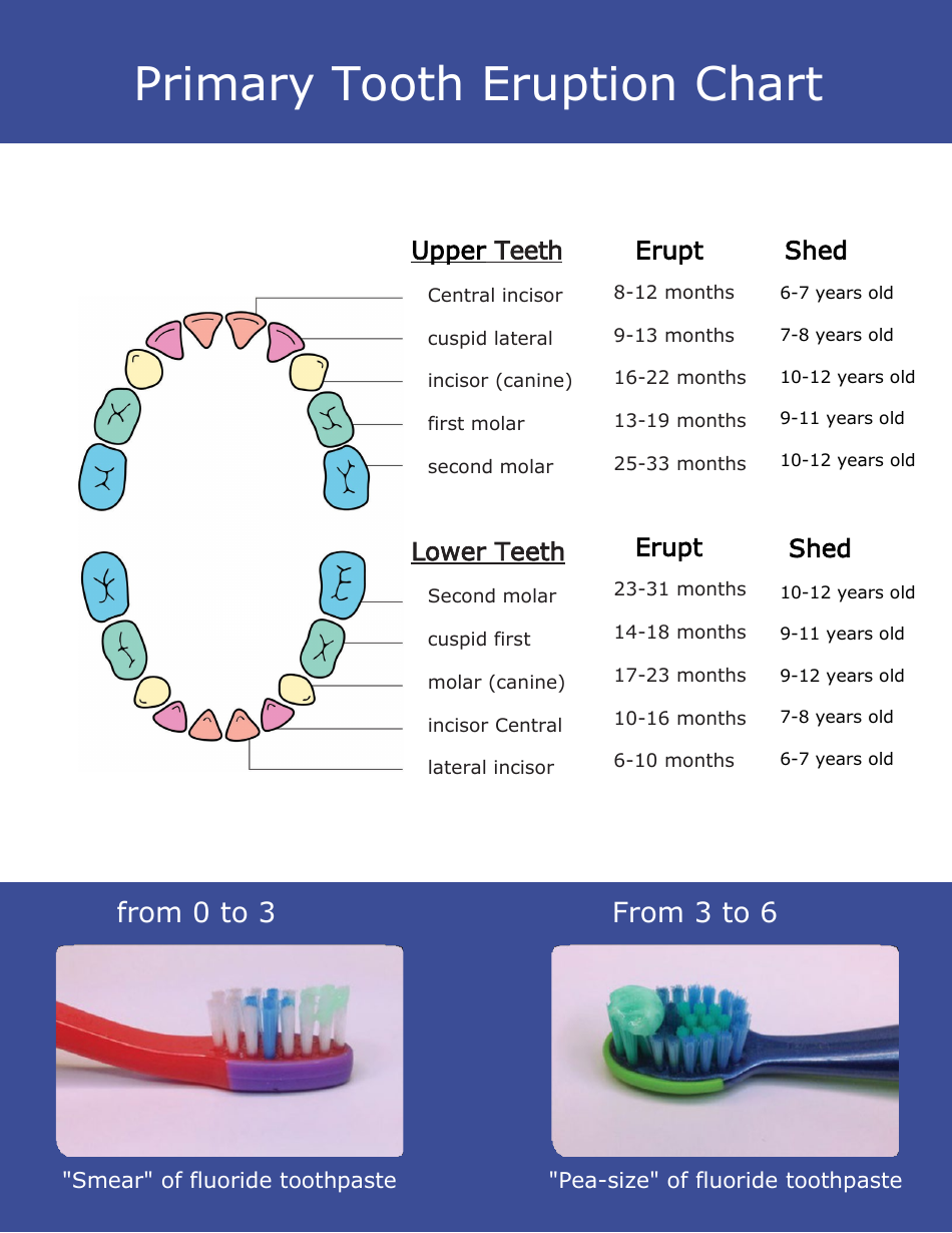 Primary Tooth Eruption Chart Download Printable Pdf Templateroller