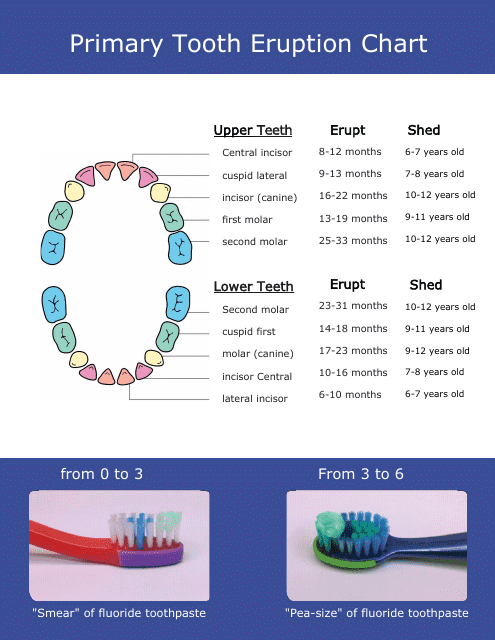 Illustrated Primary Tooth Eruption Chart for Dental Education