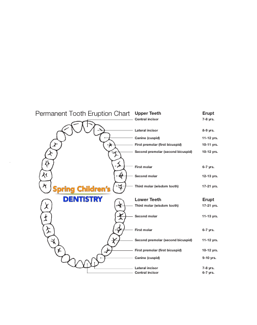 Permanent Tooth Eruption Chart Download Printable Pdf Templateroller