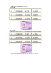 Document preview: Permanent Teeth Eruption Chart