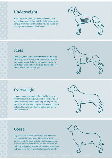 Dog Weight Chart - From Underweight to Obese