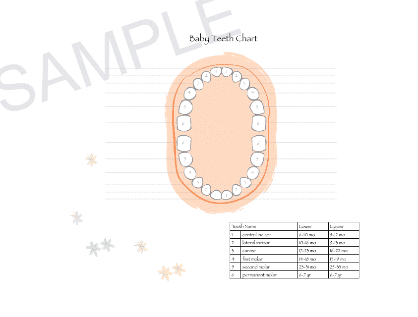 Baby Teeth Chart - Essential reference guide for monitoring and tracking the eruption and loss of baby teeth.
