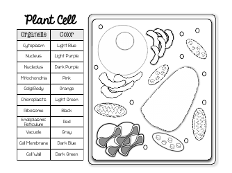 Document preview: Plant Cell Coloring Page - Organelle and Color