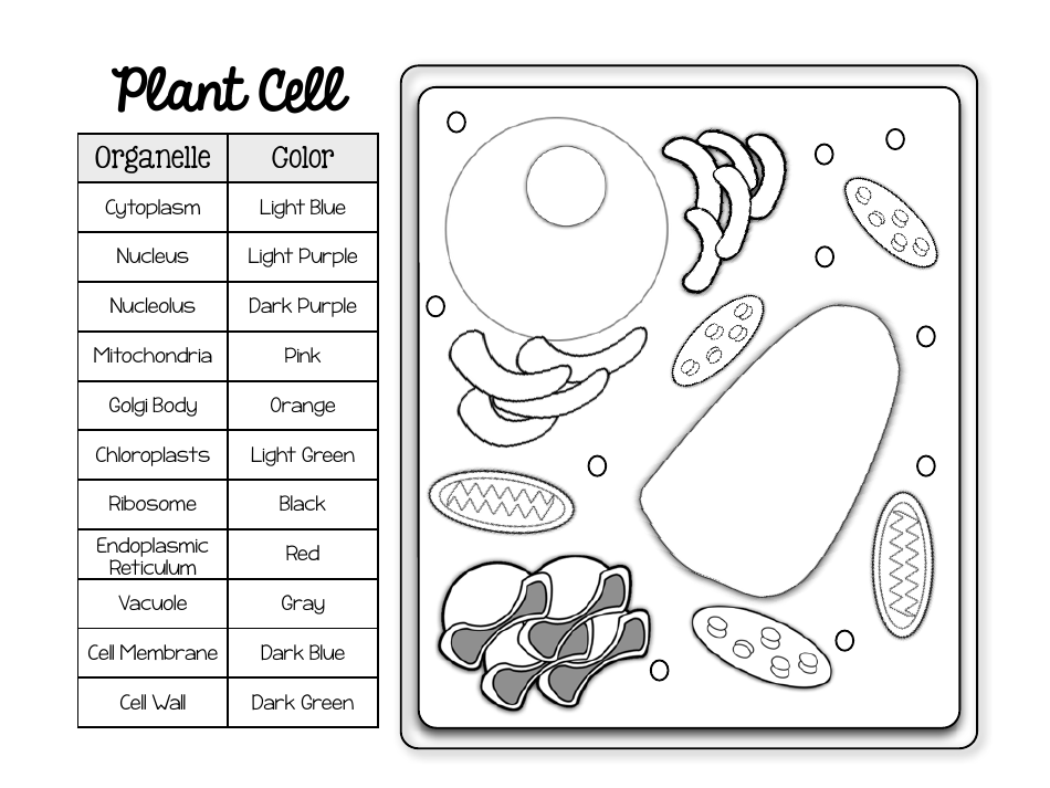 Plant Cell Coloring Page Organelle and Color Download Printable PDF